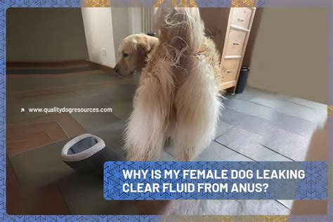 dog leaking fluid from anus|Leaking Anal Glands in Dogs: Causes & Remedies